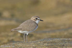Kentish Plover-240331-220MSDCF-FYP08391-W.jpg (2003 visits) Kentish Plover at Marina East Drive Kentish Plover-240331-220MSDCF-FYP08391-W.jpg