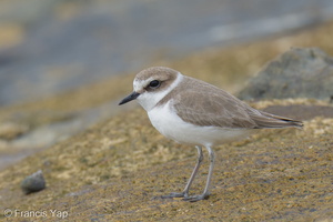 Kentish Plover-251208-142FRYAP-FYA06369-W