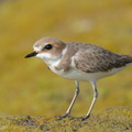 Kentish Plover-260324-166FRYAP-FYA03144-W.jpg
