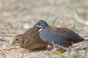 King Quail-150717-121EOS1D-FY1X6480-W.jpg (4400 visits) King Quail at Punggol Barat King Quail-150717-121EOS1D-FY1X6480-W.jpg