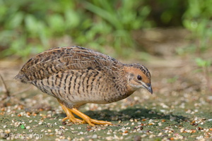King Quail-160617-101EOS1D-F1X24775-W.jpg (4336 visits) King Quail at Punggol Barat King Quail-160617-101EOS1D-F1X24775-W.jpg