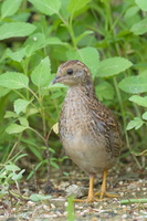 King Quail-160721-102EOS1D-F1X21952-W.jpg (4173 visits) King Quail at Punggol Barat King Quail-160721-102EOS1D-F1X21952-W.jpg