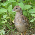 King_Quail-160721-102EOS1D-F1X21952-W.jpg