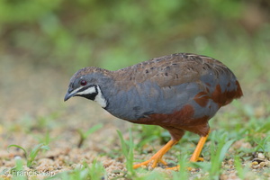 King Quail-160723-102EOS1D-F1X23496-W.jpg (4254 visits) King Quail at Punggol Barat King Quail-160723-102EOS1D-F1X23496-W.jpg