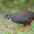 King_Quail-160723-102EOS1D-F1X23496-W.jpg