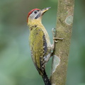 Laced_Woodpecker-220420-146MSDCF-FRY04666-W.jpg
