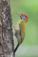 Laced Woodpecker-260111-149FRYAP-FYA00440-W.jpg