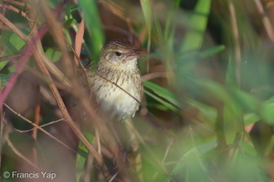 Lanceolated Warbler-140201-113EOS1D-FY1X3950-W.jpg (4410 visits) Lanceolated Warbler at Punggol Barat Lanceolated Warbler-140201-113EOS1D-FY1X3950-W.jpg