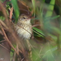 Lanceolated_Warbler-140201-113EOS1D-FY1X3950-W.jpg