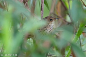 Lanceolated Warbler-191227-108MSDCF-FYP00755-W.jpg (4404 visits) Lanceolated Warbler at MacRitchie Reservoir Lanceolated Warbler-191227-108MSDCF-FYP00755-W.jpg