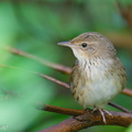 Lanceolated_Warbler-230120-165MSDCF-FYP01363-W.jpg