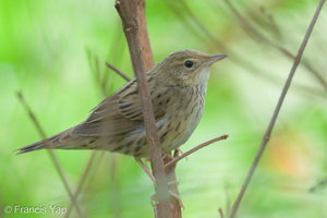 Lanceolated Warbler-230122-165MSDCF-FYP02969-W.jpg (3083 visits) Lanceolated Warbler at Kent Ridge Park Lanceolated Warbler-230122-165MSDCF-FYP02969-W.jpg