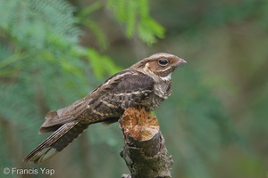 Large-tailed Nightjar-150315-102EOS7D-FY7D0875-W.jpg