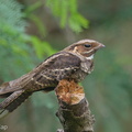 Large-tailed_Nightjar-150315-102EOS7D-FY7D0875-W.jpg