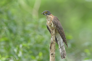 Large Hawk-Cuckoo-150107-120EOS1D-FY1X0504-W.jpg