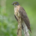Large_Hawk-Cuckoo-150107-120EOS1D-FY1X0557-W.jpg