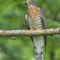 Large_Hawk-Cuckoo-160313-124EOS1D-FY1X1533-W.jpg
