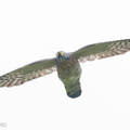 Large Hawk-Cuckoo-251214-144FRYAP-FYA05441-W.jpg