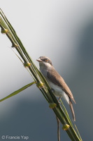 Large Woodshrike-181022-112ND500-FYP_0882-W.jpg