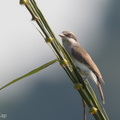 Large Woodshrike-181022-112ND500-FYP_0883-W.jpg