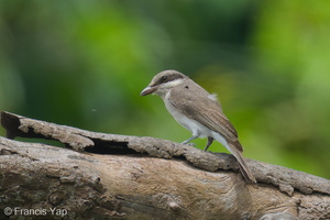 Large Woodshrike-220403-144MSDCF-FRY07052-W.jpg