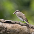 Large_Woodshrike-220403-144MSDCF-FRY07052-W.jpg