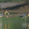 Lesser_Adjutant-200903-117MSDCF-FYP02323-W.jpg