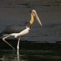 Lesser_Adjutant-210728-117MSDCF-FRY04260-W.jpg