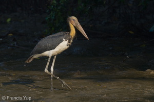Lesser Adjutant-210728-117MSDCF-FRY04828-W.jpg (4581 visits) Lesser Adjutant at Sungei Buloh Wetland Reserve Lesser Adjutant-210728-117MSDCF-FRY04828-W.jpg