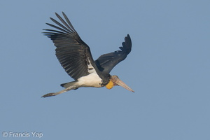 Lesser Adjutant-220226-141MSDCF-FRY03304-W.jpg (4817 visits) Lesser Adjutant at Sungei Buloh Wetland Reserve Lesser Adjutant-220226-141MSDCF-FRY03304-W.jpg