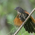 Lesser_Coucal-120201-108EOS1D-FYAP0519-W.jpg