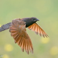 Lesser Coucal-201128-125MSDCF-FYP06672-W.jpg