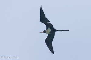Lesser Frigatebird-121028-103EOS1D-FY1X4505-W.jpg (4399 visits) Lesser Frigatebird at Singapore Strait Lesser Frigatebird-121028-103EOS1D-FY1X4505-W.jpg