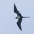 Lesser_Frigatebird-121028-103EOS1D-FY1X4505-W.jpg
