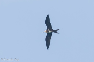 Lesser Frigatebird-150426-102EOS7D-FY7D3786-W.jpg (4301 visits) Lesser Frigatebird at Singapore Strait Lesser Frigatebird-150426-102EOS7D-FY7D3786-W.jpg