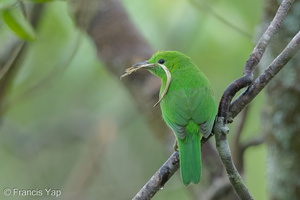 Lesser Green Leafbird-160415-124EOS1D-FY1X6731-W.jpg (4308 visits) Lesser Green Leafbird at Jelutong Tower Lesser Green Leafbird-160415-124EOS1D-FY1X6731-W.jpg