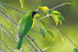 Lesser Green Leafbird-170517-100ND500-FYP_2511-W.jpg (4578 visits) Lesser Green Leafbird at Jelutong Tower Lesser Green Leafbird-170517-100ND500-FYP_2511-W.jpg