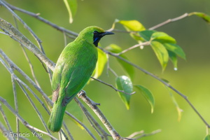 Lesser Green Leafbird-170517-100ND500-FYP_2519-W.jpg (4365 visits) Long-tailed Parakeet at Jelutong Tower Lesser Green Leafbird-170517-100ND500-FYP_2519-W.jpg