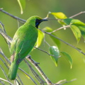 Lesser_Green_Leafbird-170517-100ND500-FYP_2519-W.jpg