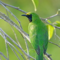 Lesser Green Leafbird-170517-100ND500-FYP_2541-W.jpg