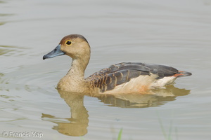 Lesser Whistling Duck-120205-108EOS1D-FYAP4100-W.jpg
