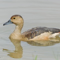 Lesser_Whistling_Duck-120205-108EOS1D-FYAP4100-W.jpg