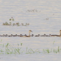Lesser_Whistling_Duck-121209-104EOS1D-FY1X4990-W.jpg