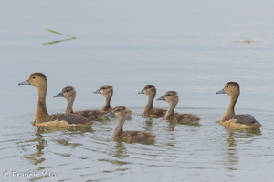 Lesser Whistling Duck-131215-112EOS1D-FY1X5196-W.jpg