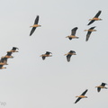 Lesser_Whistling_Duck-200829-116MSDCF-FYP07200-W.jpg