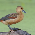 Lesser Whistling Duck-251230-146FRYAP-FYA08774-W.jpg