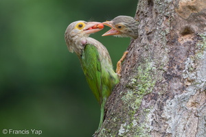 Lineated Barbet-190330-116ND500-FYP_4137-W.jpg