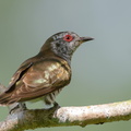 Little_Bronze_Cuckoo-110123-105EOS7D-IMG_9359-W.jpg