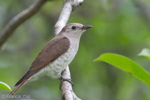 Little Bronze Cuckoo-120310-109EOS1D-FYAP7248-W.jpg