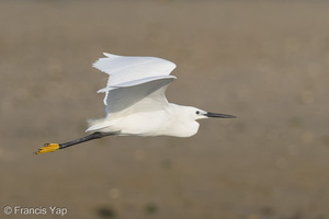 Little Egret-160819-103EOS1D-F1X26219-W.jpg